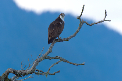 Osprey Tree